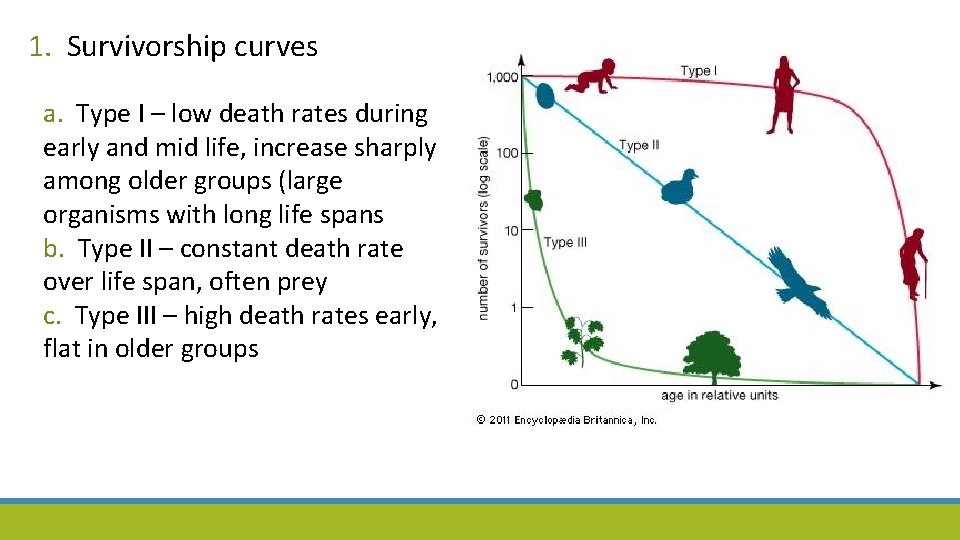 1. Survivorship curves a. Type I – low death rates during early and mid