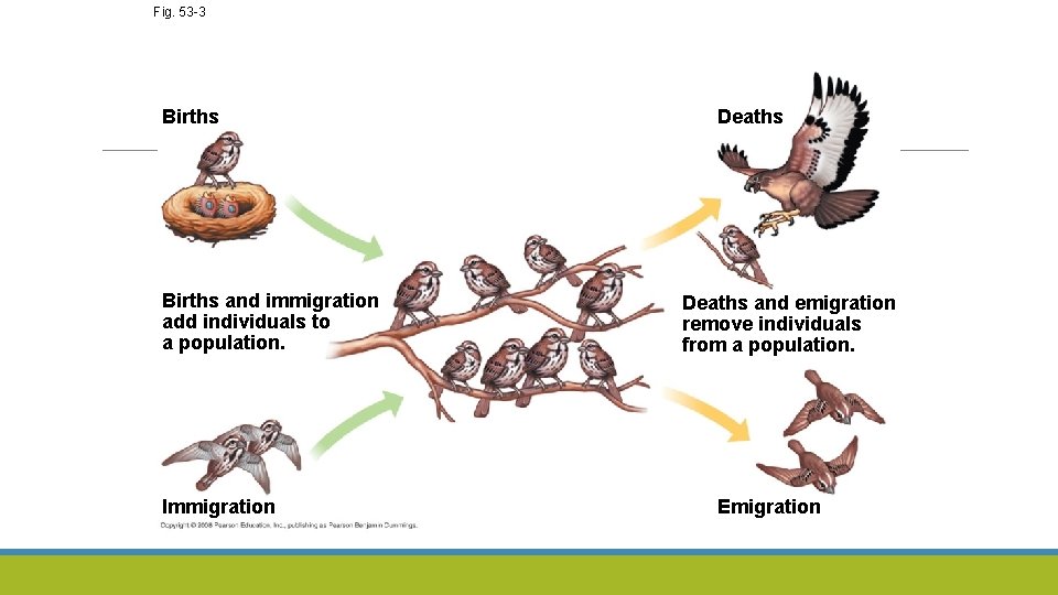 Fig. 53 -3 Births and immigration add individuals to a population. Immigration Deaths and