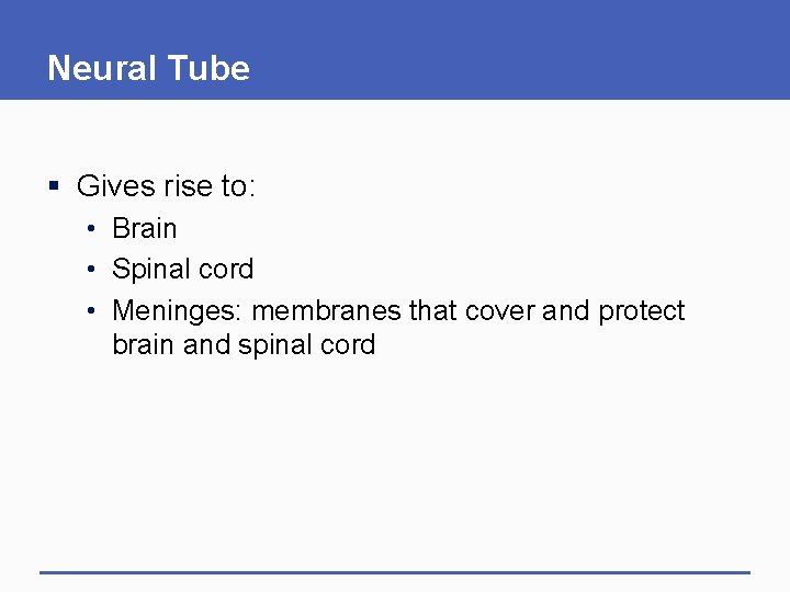 Neural Tube § Gives rise to: • Brain • Spinal cord • Meninges: membranes