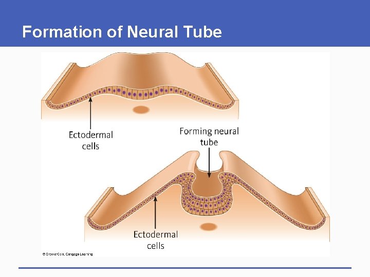 Formation of Neural Tube 