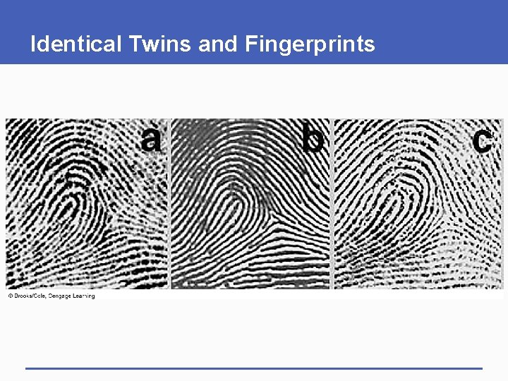 Identical Twins and Fingerprints 