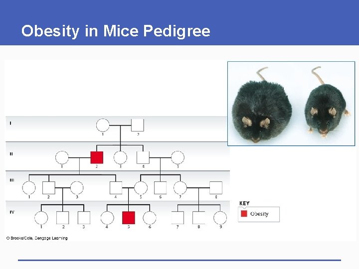 Obesity in Mice Pedigree 