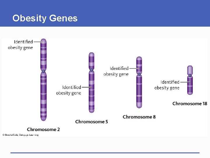 Obesity Genes 