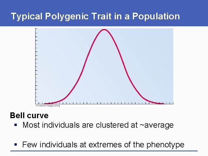Typical Polygenic Trait in a Population Bell curve § Most individuals are clustered at