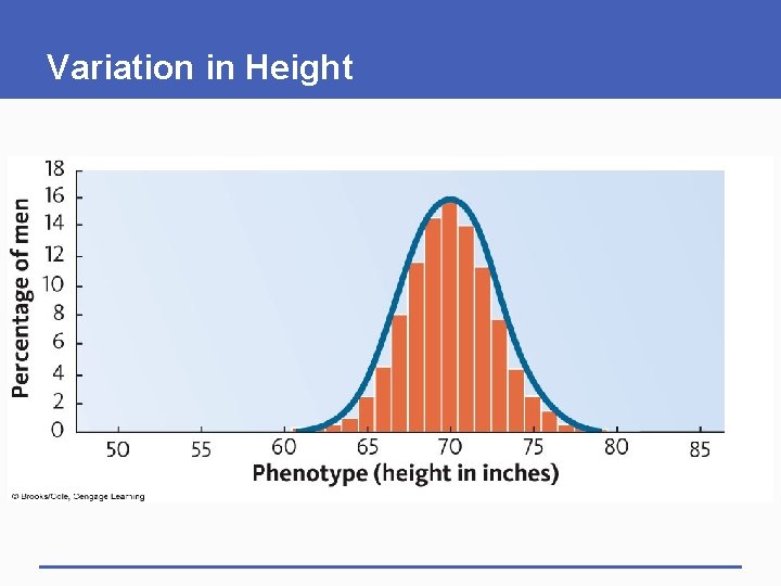 Variation in Height 