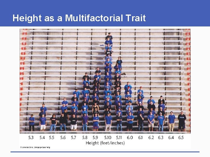 Height as a Multifactorial Trait 