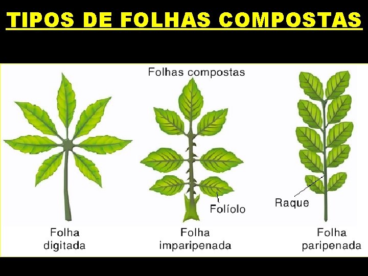 TIPOS DE FOLHAS COMPOSTAS 