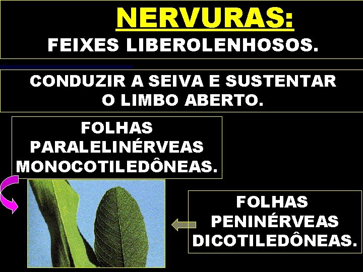 NERVURAS: FEIXES LIBEROLENHOSOS. CONDUZIR A SEIVA E SUSTENTAR O LIMBO ABERTO. FOLHAS PARALELINÉRVEAS MONOCOTILEDÔNEAS.