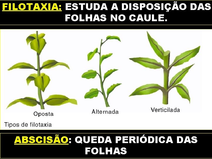 FILOTAXIA: ESTUDA A DISPOSIÇÃO DAS FOLHAS NO CAULE. ABSCISÃO: QUEDA PERIÓDICA DAS FOLHAS 