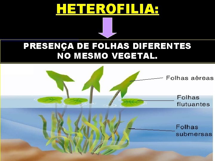 HETEROFILIA: PRESENÇA DE FOLHAS DIFERENTES NO MESMO VEGETAL. 