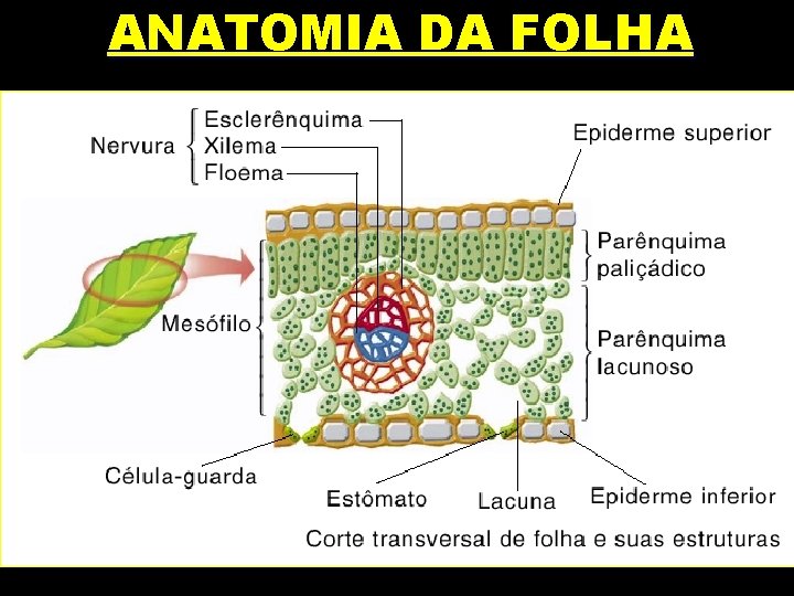 ANATOMIA DA FOLHA 