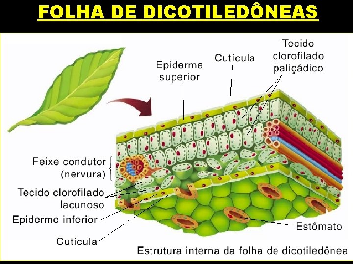 FOLHA DE DICOTILEDÔNEAS 