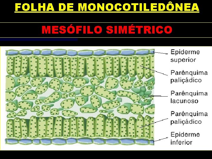 FOLHA DE MONOCOTILEDÔNEA MESÓFILO SIMÉTRICO 