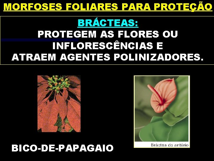MORFOSES FOLIARES PARA PROTEÇÃO BRÁCTEAS: PROTEGEM AS FLORES OU INFLORESCÊNCIAS E ATRAEM AGENTES POLINIZADORES.