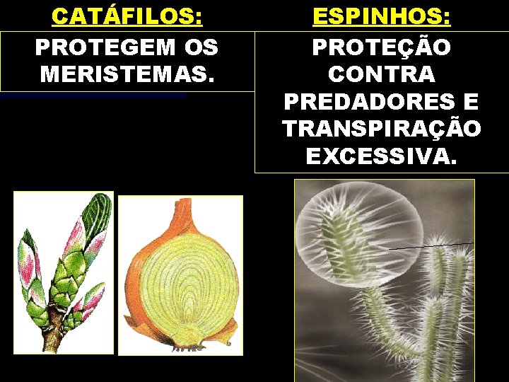 CATÁFILOS: PROTEGEM OS MERISTEMAS. ESPINHOS: PROTEÇÃO CONTRA PREDADORES E TRANSPIRAÇÃO EXCESSIVA. 