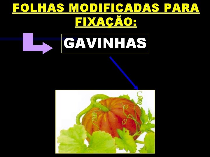 FOLHAS MODIFICADAS PARA FIXAÇÃO: GAVINHAS 