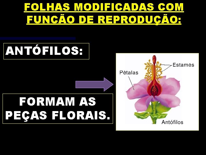 FOLHAS MODIFICADAS COM FUNCÃO DE REPRODUÇÃO: ANTÓFILOS: FORMAM AS PEÇAS FLORAIS. 