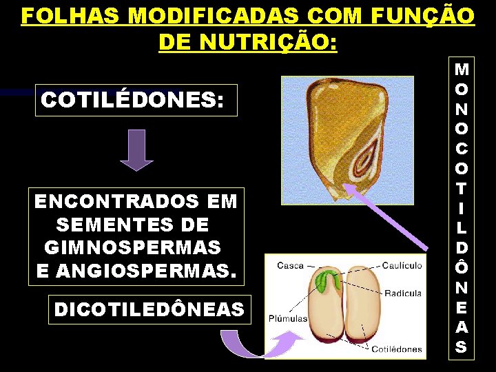 FOLHAS MODIFICADAS COM FUNÇÃO DE NUTRIÇÃO: COTILÉDONES: ENCONTRADOS EM SEMENTES DE GIMNOSPERMAS E ANGIOSPERMAS.