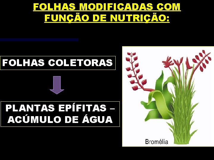 FOLHAS MODIFICADAS COM FUNÇÃO DE NUTRIÇÃO: FOLHAS COLETORAS PLANTAS EPÍFITAS – ACÚMULO DE ÁGUA