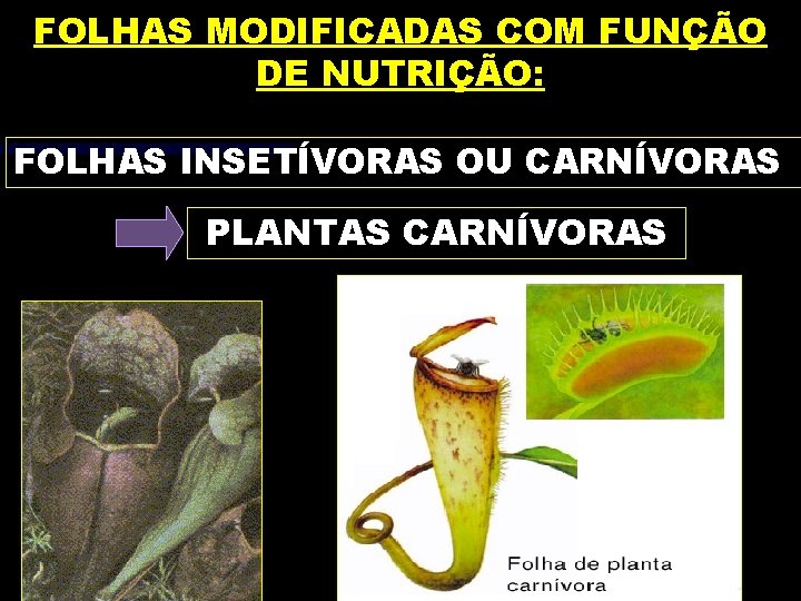 FOLHAS MODIFICADAS COM FUNÇÃO DE NUTRIÇÃO: FOLHAS INSETÍVORAS OU CARNÍVORAS PLANTAS CARNÍVORAS 