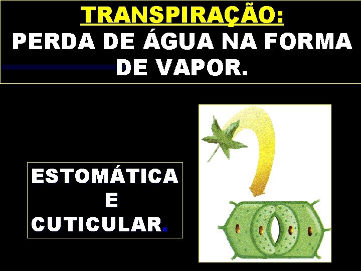 TRANSPIRAÇÃO: PERDA DE ÁGUA NA FORMA DE VAPOR. ESTOMÁTICA E CUTICULAR. 