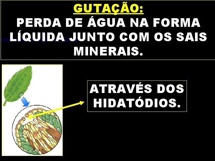 GUTAÇÃO: PERDA DE ÁGUA NA FORMA LÍQUIDA JUNTO COM OS SAIS MINERAIS. ATRAVÉS DOS