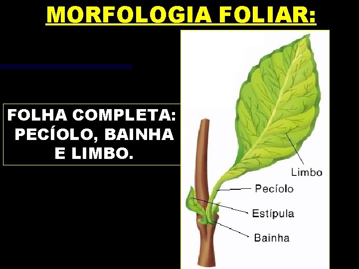 MORFOLOGIA FOLIAR: FOLHA COMPLETA: PECÍOLO, BAINHA E LIMBO. 