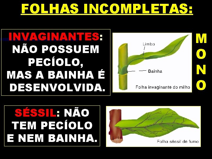 FOLHAS INCOMPLETAS: INVAGINANTES: NÃO POSSUEM PECÍOLO, MAS A BAINHA É DESENVOLVIDA. SÉSSIL: NÃO TEM