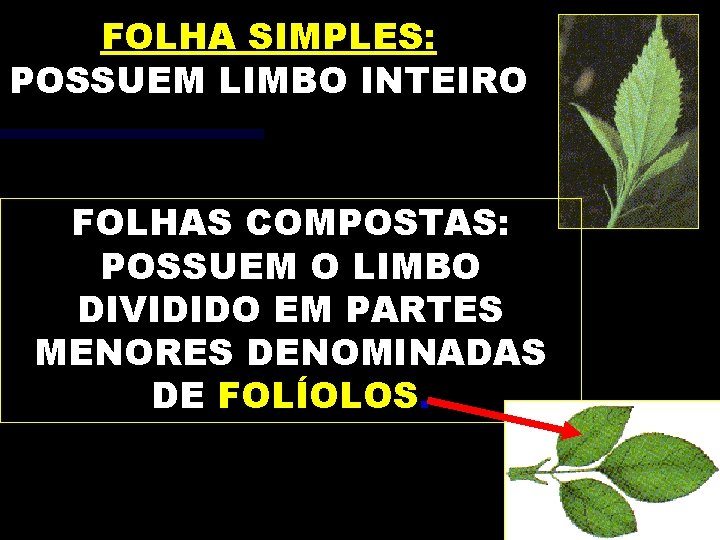 FOLHA SIMPLES: POSSUEM LIMBO INTEIRO FOLHAS COMPOSTAS: POSSUEM O LIMBO DIVIDIDO EM PARTES MENORES