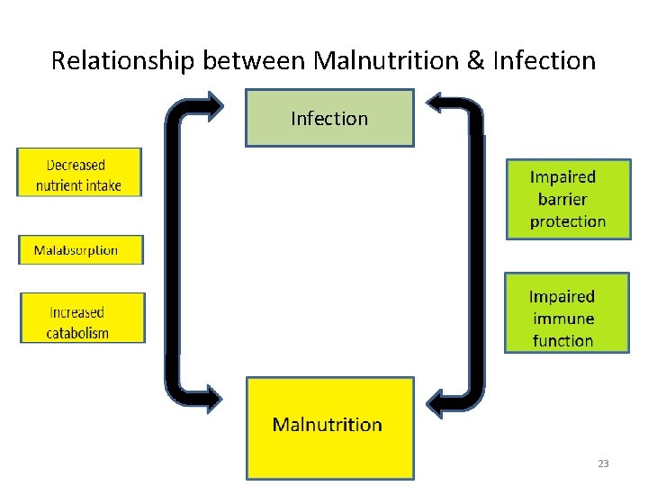 Relationship between Malnutrition & Infection 23 Relationship between Malnutrition & Infection 23