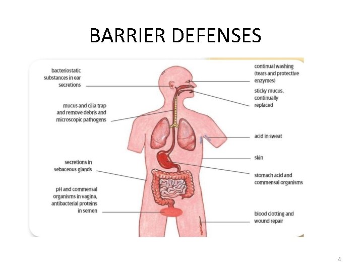 BARRIER DEFENSES 4 BARRIER DEFENSES 4