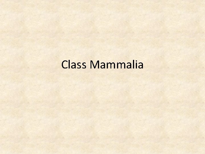 Class Mammalia 