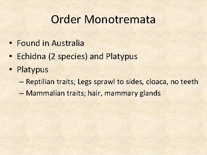 Order Monotremata • Found in Australia • Echidna (2 species) and Platypus • Platypus