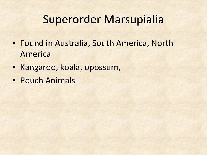 Superorder Marsupialia • Found in Australia, South America, North America • Kangaroo, koala, opossum,