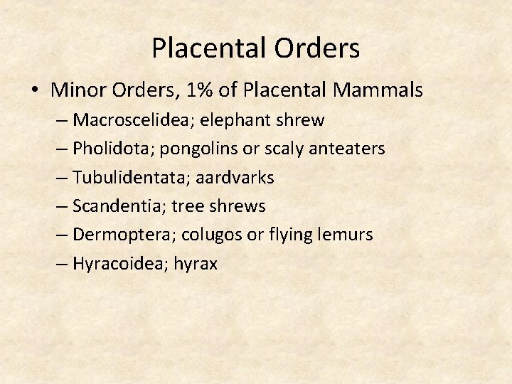 Placental Orders • Minor Orders, 1% of Placental Mammals – Macroscelidea; elephant shrew –