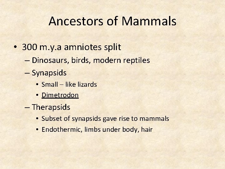 Ancestors of Mammals • 300 m. y. a amniotes split – Dinosaurs, birds, modern