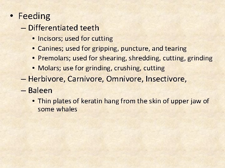  • Feeding – Differentiated teeth • • Incisors; used for cutting Canines; used