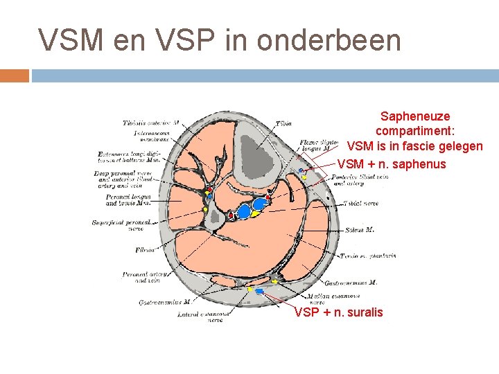 VSM en VSP in onderbeen Sapheneuze compartiment: VSM is in fascie gelegen VSM +