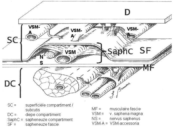 VSMA N S SC = VSMA VSM superficiële compartiment / subcutis DC = diepe