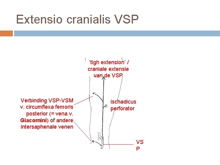 Extensio cranialis VSP ‘tigh extension’ / craniale extensie van de VSP Verbinding VSP-VSM v.