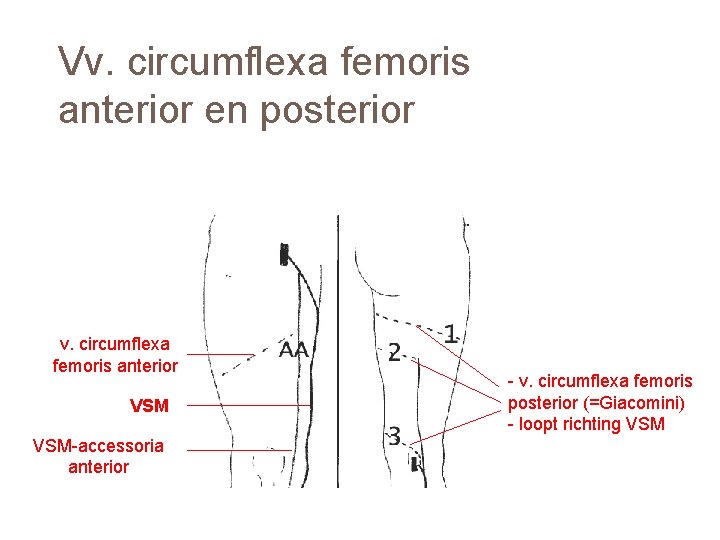 Vv. circumflexa femoris anterior en posterior v. circumflexa femoris anterior VSM-accessoria anterior - v.