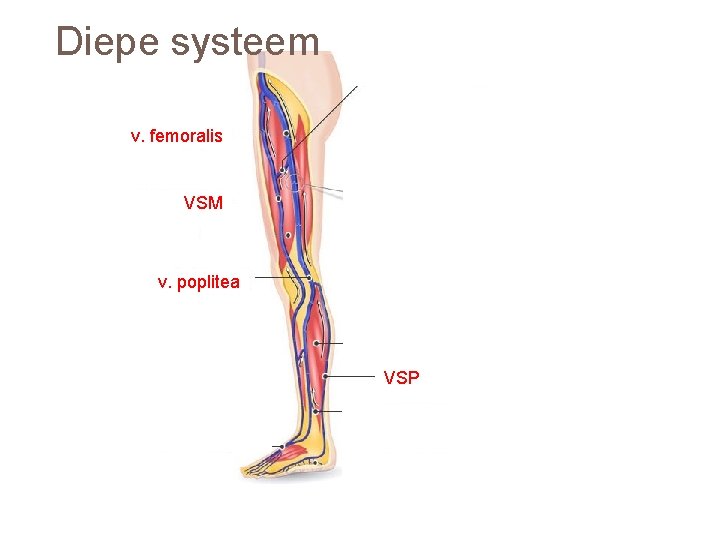 Diepe systeem v. femoralis VSM v. poplitea VSP 