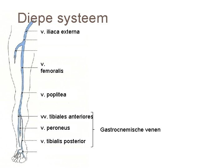 Diepe systeem v. iliaca externa v. profunda femoris v. femoralis v. poplitea vv. tibiales