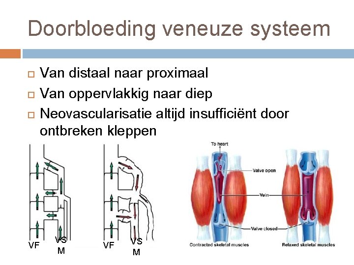Doorbloeding veneuze systeem VF Van distaal naar proximaal Van oppervlakkig naar diep Neovascularisatie altijd