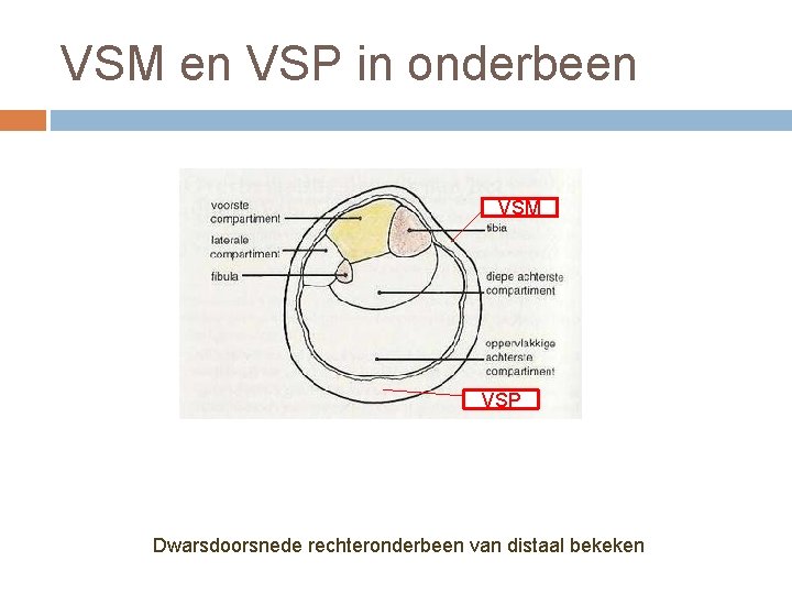 VSM en VSP in onderbeen VSM VSP Dwarsdoorsnede rechteronderbeen van distaal bekeken 