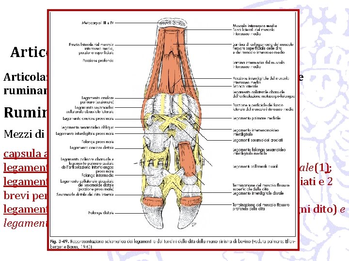 Articolazioni o giunture Articolazioni dell’arto toracico Articolazioni metacarpo-falangee o del nodello (equidi e ruminanti):