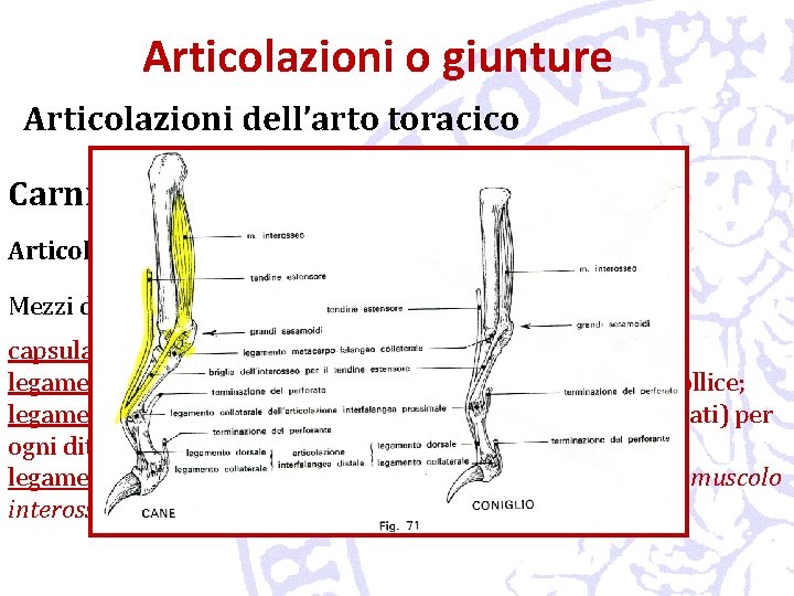 Articolazioni o giunture Articolazioni dell’arto toracico Carnivori Articolazioni metacarpo-falangee in numero di 5 Mezzi