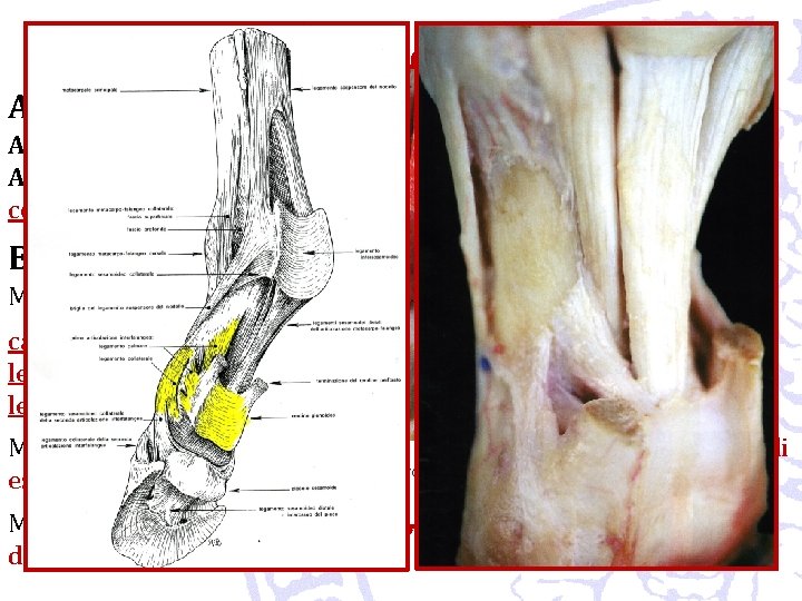 Articolazioni o giunture Articolazioni dell’arto toracico Articolazioni interfalangee prossimali o della corona (equidi): condilartrosi