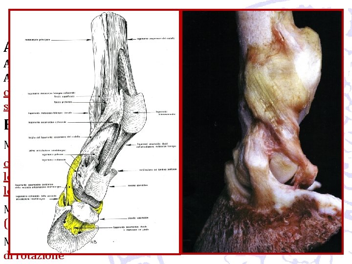 Articolazioni o giunture Articolazioni dell’arto toracico Articolazioni interfalangee distali o del piede (Ungulati): condilartrosi,