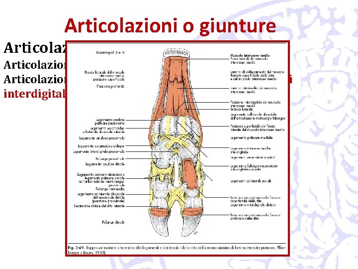 Articolazioni o giunture Articolazioni dell’arto toracico Articolazioni interfalangee nei Ruminanti: legamenti interdigitali 